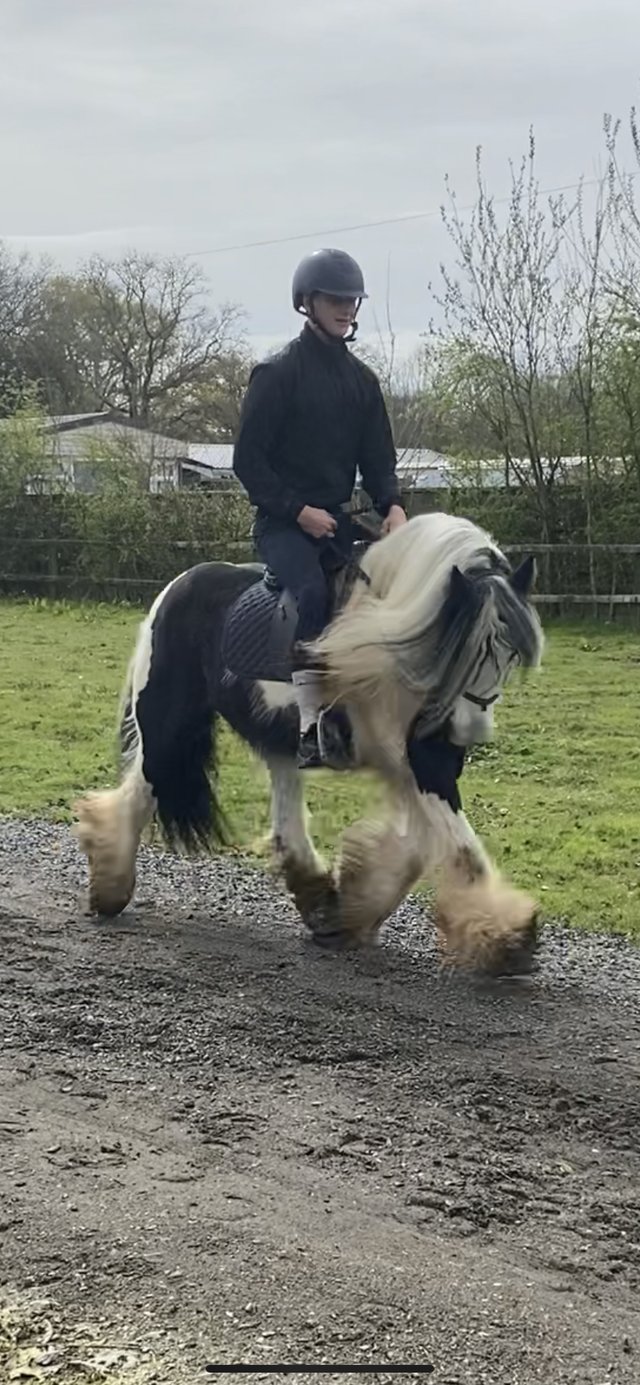 Preview of the first image of Outstanding traditional gypsy cob mare.