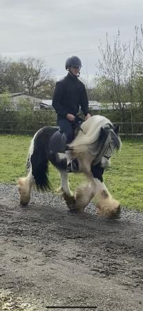 Image 1 of Outstanding traditional gypsy cob mare