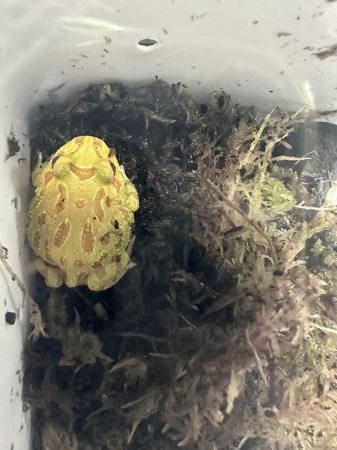Image 3 of 10 week old Pacman frogs -