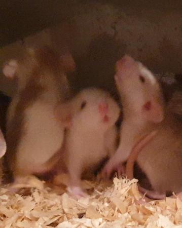 Image 4 of Beautiful baby dumbo rats available