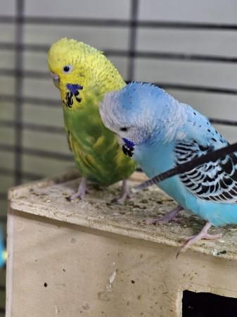 Image 35 of budgies for sale, breeding couples, babies