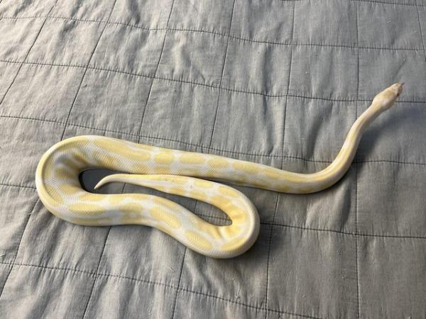 Image 4 of Albino male Ball python.