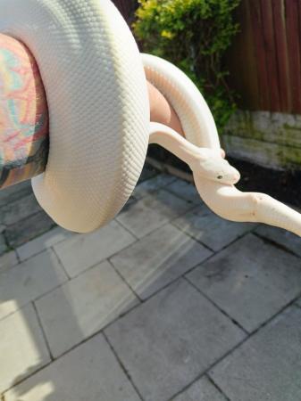 Image 3 of Snake rack for sale and royal pythons