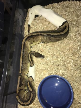 Image 5 of Female ball pythons available