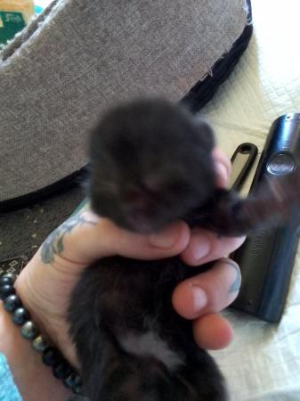 Image 9 of ONLY 2 AVAILABLE.tabby and black male×2 and female×1kittens.
