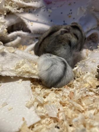Image 5 of Baby dwarf Russian hamsters