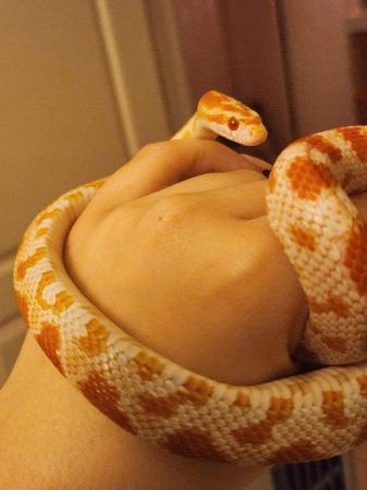 Image 7 of Two lovely, well handled corn snakes. With full set up!