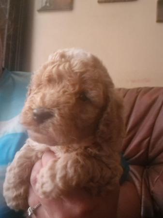 Image 18 of Fabulous F2 cockapoo pups for sale
