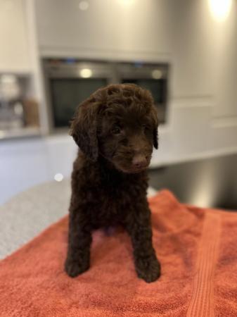 Image 12 of Outstanding Cockapoo PuppiesREADY NOW