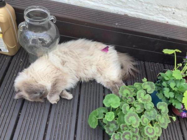 Image 4 of 5 year old male Ragdoll cat needing special home rehome blue