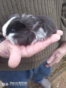 Image 2 of Sheltie guinea pig available