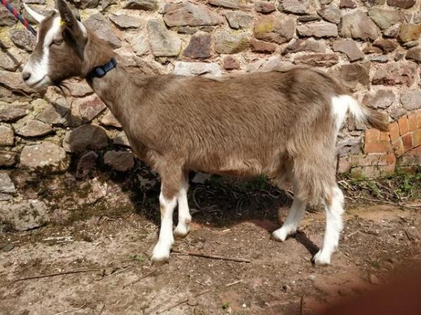 Image 2 of Friendly Female British Toggenburg Goatling