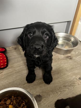 Image 4 of Working cocker spaniel puppies