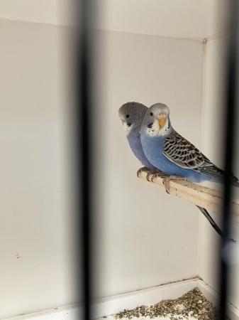 Image 3 of Split Blackface Budgies young and adults