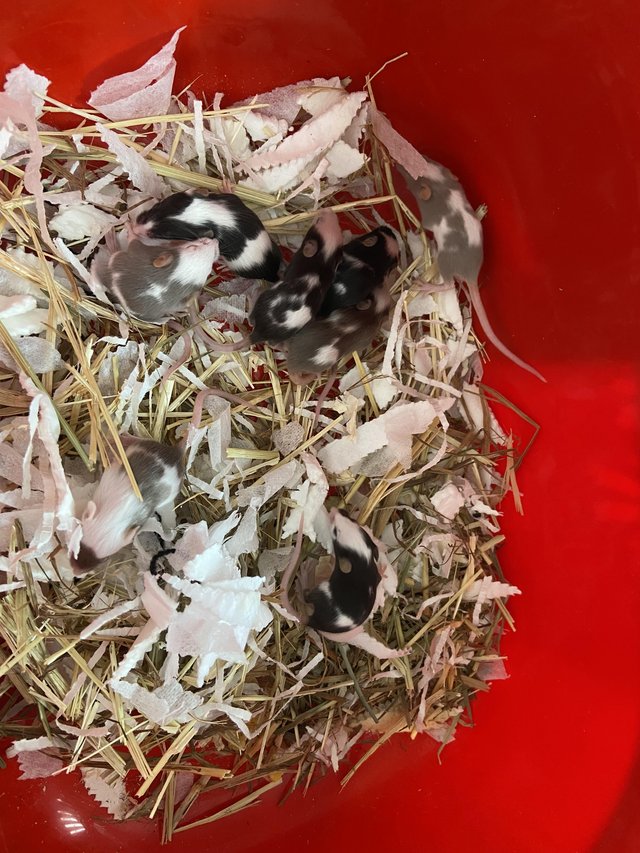 Preview of the first image of 6 week old mice for rehoming ASAP.