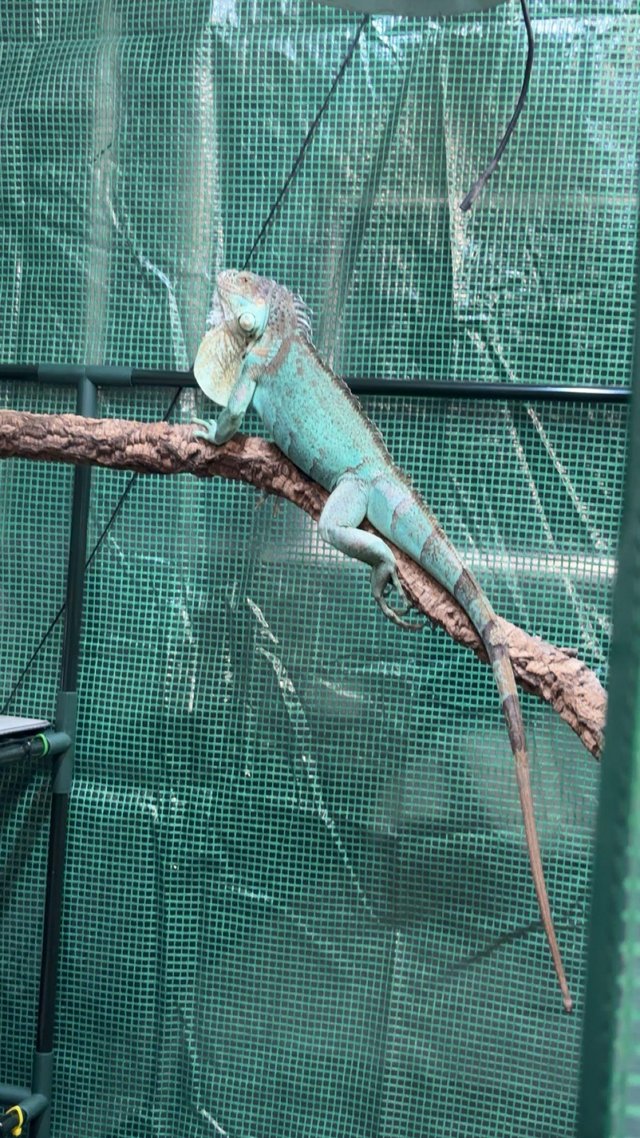 axanthic het snow iguanas — Pets & Animals in Chelmsford