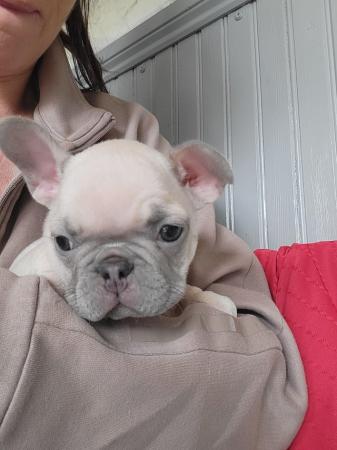 Image 6 of French bulldog pups looking for there forever homest
