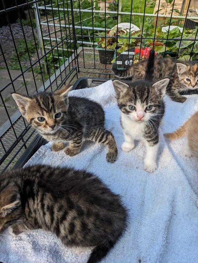 Preview of the first image of Beautiful litter of five kittens.