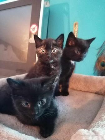 Image 5 of Lovely kittens for sale ready for loving homes