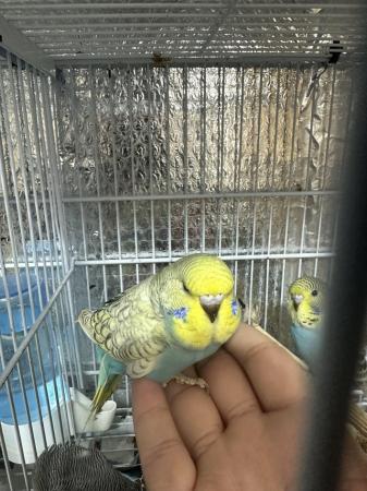 Image 2 of 2 Baby budgies ready for a new home