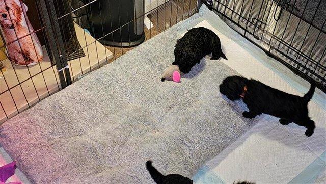 Standard Poodle Puppies Mixed litter for sale in York, North Yorkshire - Image 2