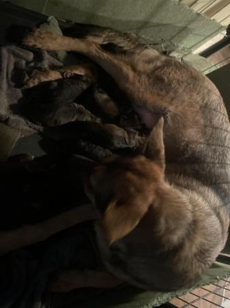 Image 7 of German shepherd puppies ready now £775,Ono