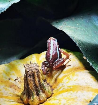 Image 1 of Tri colour Dart frog epipedobates Anthonyi,  Santa Isabel, f