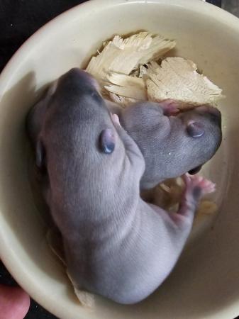 Image 5 of Gambian Pouched Rat babies