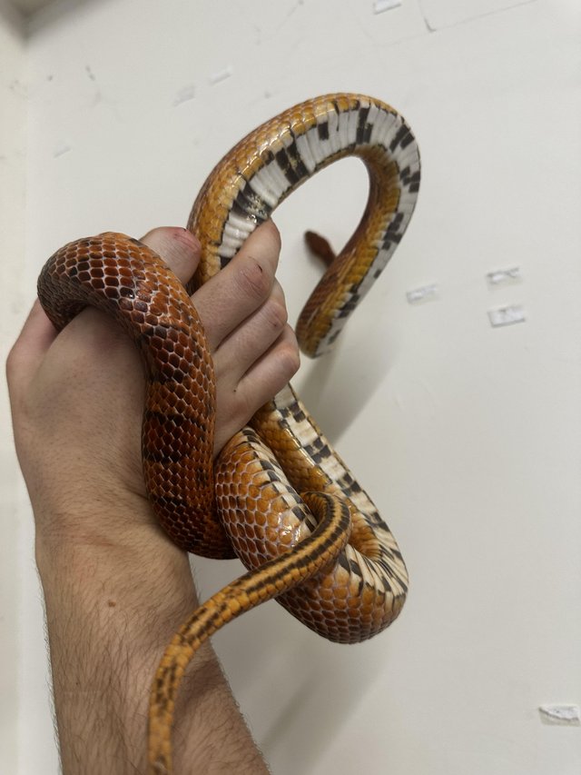 Preview of the first image of Carolina corn snake male available.