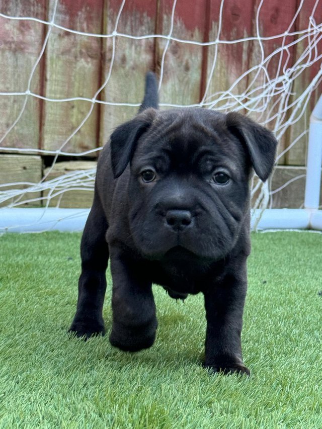 Preview of the first image of Gorgeous Blue Siras Staffie x Shar Pei pups for sale.