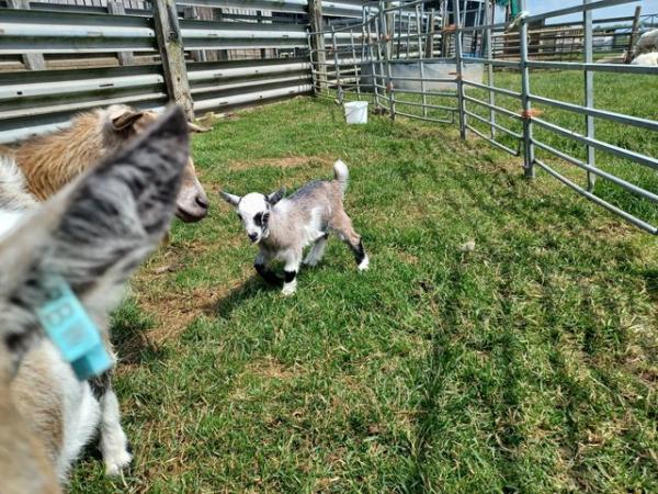 Image 1 of Beautiful pygmy goat nannie for sale.