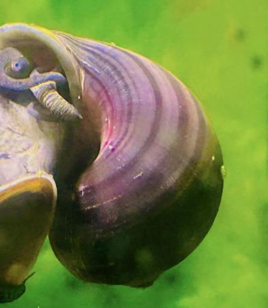 Image 2 of Mystery aquatic aquarium snail purple, blue, magenta, ivory