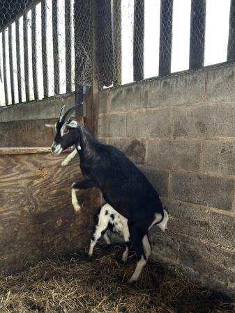 Image 4 of Nanny goats with kids for sale