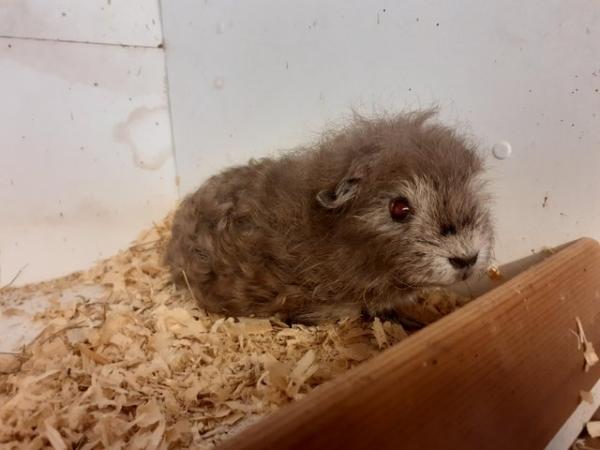 Image 6 of Young Guinea Pigs AvailableFor Sale