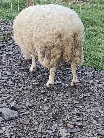 Image 2 of 3 year old proven Welsh improved x Cheviot ram