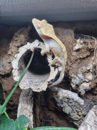 Image 5 of Stunning adult crested gecko