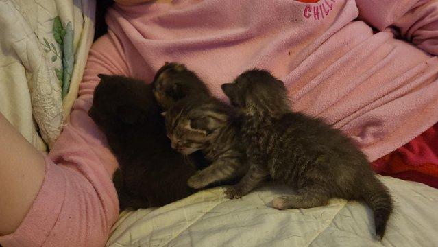 Image 24 of Beautiful ragdoll x kittens.