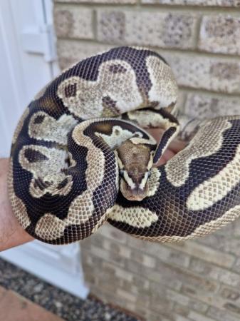 Image 4 of Male Ball Pythons various available