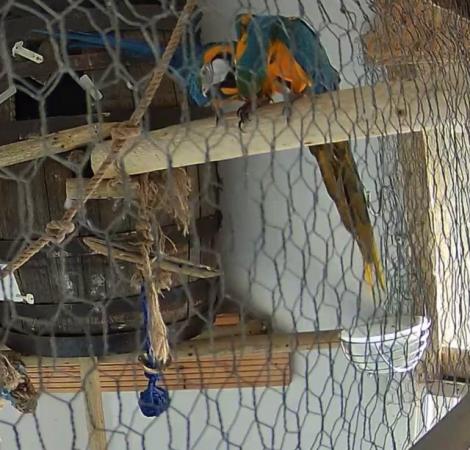 Image 3 of Breeding pair of blue and gold macaws