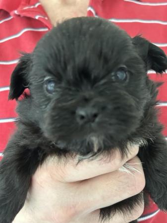 Image 6 of 6 x shihtzu x puppies for sale