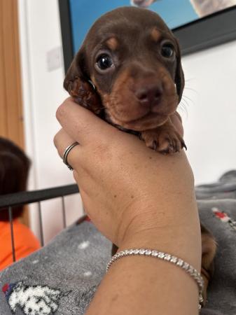 Image 5 of Miniature dachshund. KC reg, health checked, microchipped