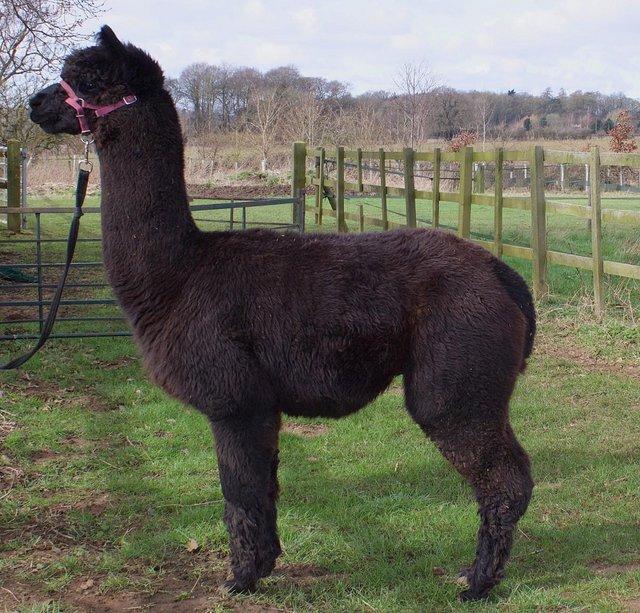 Preview of the first image of High Quality Male Herd Sire.