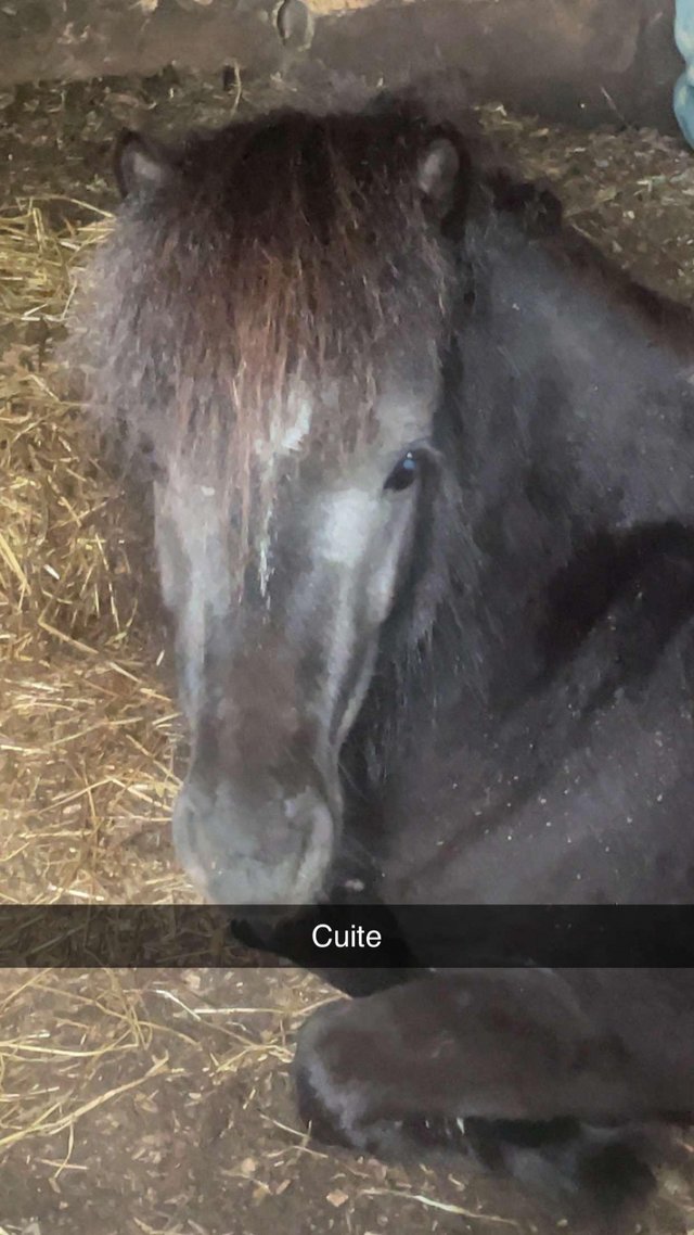 Preview of the first image of Shetland pony gelding 2 years old.
