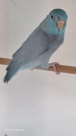 Image 2 of Male parrotlet for sale last years bird