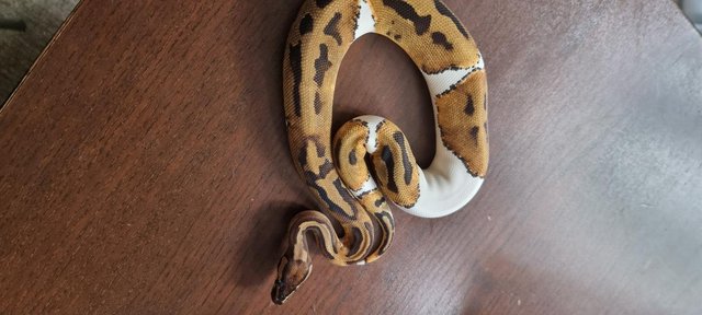 Image 13 of Full collection of ball pythons and racking