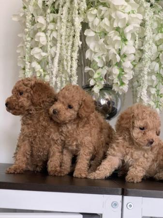 Image 1 of toy poodle puppy’s ready now!!