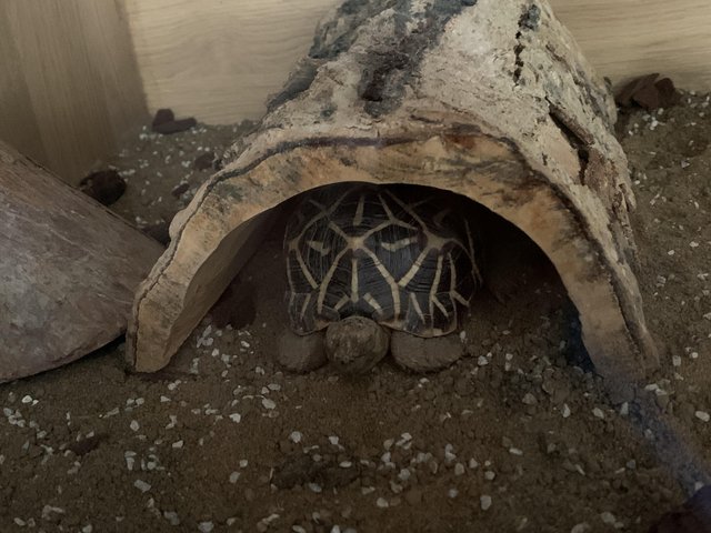 Preview of the first image of ?? Beautiful 7-Year-Old Indian Star Tortoise for Sale! ??.