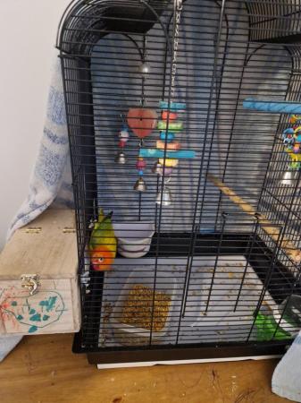Image 3 of 1 year old lovebirds with cage