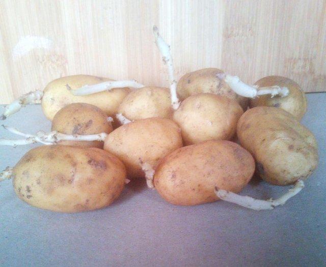 Preview of the first image of 10 x Charlotte potatoes ( chitted ) £2 or 20 for £3.
