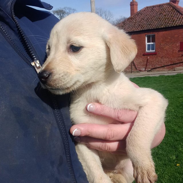 Preview of the first image of Labrador cross lurcher puppies.